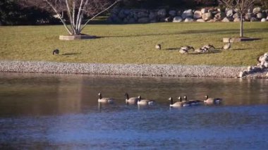 Su Kaynağında Sakince Yüzen Ördekler - Statik Görüntü