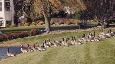 Su kaynağının yakınında bir grup ördek var. Soldan Sağa Görüntü
