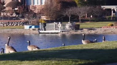 Güneşli bir günde ördekler su kenarında yürüyor. Sağdan Sola Görüntü