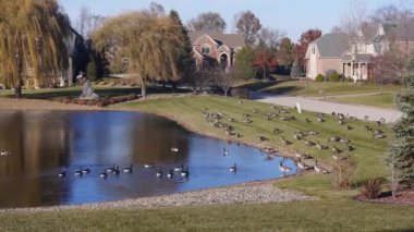 Ördekler Su Kaynağında Yüzüyor Etrafı Flora ile çevrili Evlerin Yakınındaki Statik Görüntüler