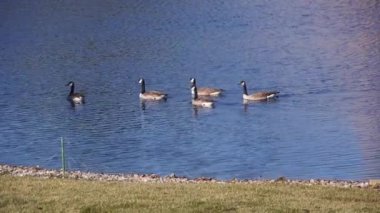 Ördekler Su Kaynağında Yüzüyor - Statik Görüntüler