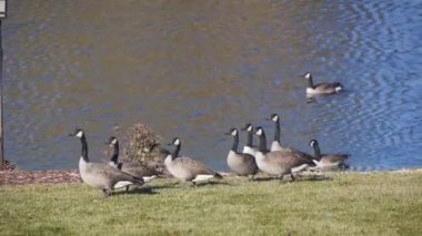 Ördekler Su Kaynağı ve Çimenlere Yürüyor - Statik Görüntüler