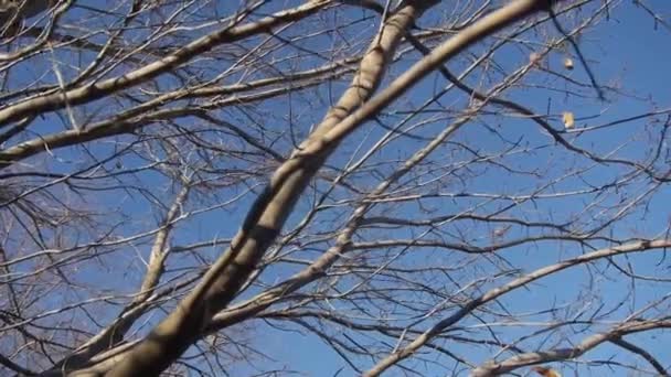 Mavi Gök Önündeki Kuru Ağaç Dalları Soldan Sağa Kayar — Stok video