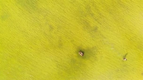 Top Εναέρια Άποψη Των Ανθρώπων Ψύξη Μια Κρυστάλλινη Καθαρή Λίμνη — Αρχείο Βίντεο