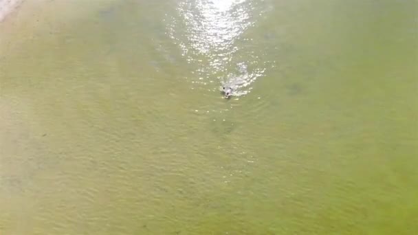 Vista Aérea Superior Gente Que Enfría Lago Cristalino Floripa Con — Vídeos de Stock