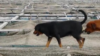 Tahta üzerinde yürüyen bir sıra köpek - statik