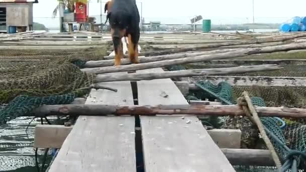犬が板の上を歩く Static — ストック動画