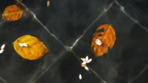 Folhas Secas Flutuando Água Estática — Vídeo de Stock