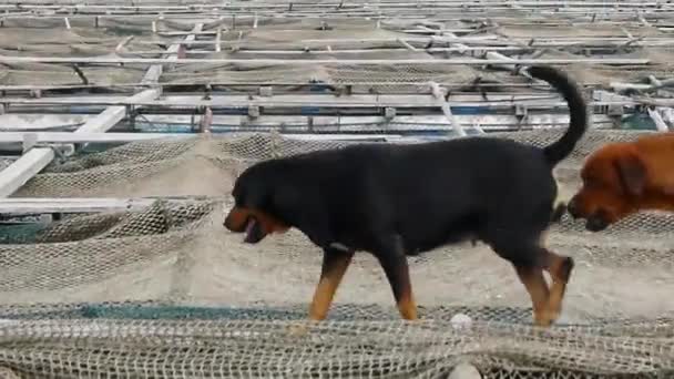 犬の列が板の上を歩く Static — ストック動画