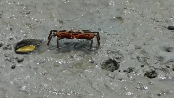 Krabbe Steht Auf Dem Nassen Sand Der Nähe Von Loch — Stockvideo