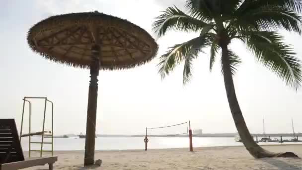小さなヤシの木の映像の近くのビーチベンチ — ストック動画