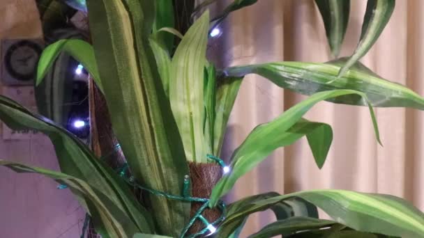 屋内ハウス偽植物の周りにクリスマスライト 中程度 — ストック動画