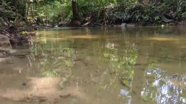 Orman Bölgesinde Temiz Su - Malezya - Yakın Çekim