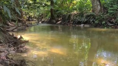Bir sürü yeşilliği olan Mossy Nehri - Malezya
