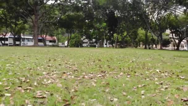 靠近树木的新鲜绿草上的枯叶 无人驾驶飞机视图 — 图库视频影像