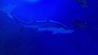 Malezya 'da mavi bir akvaryumda yüzen iki balina.