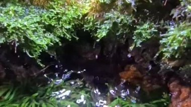 Akvaryumdaki deniz bitkilerinden su damlıyor.