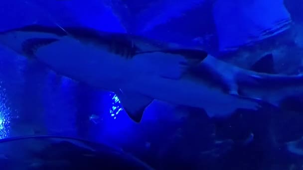 Велика Риба Плаває Під Блакитною Водою Акваріумі — стокове відео