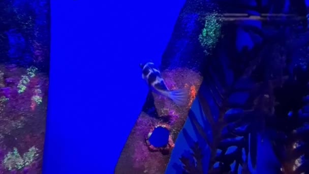 Güzel Bir Mercanın Yanında Balık Akvaryumdaki Deniz Bitkileri — Stok video