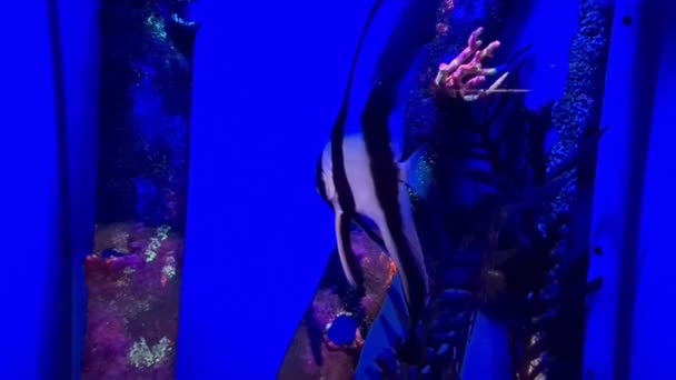 Ryba Plavající Mezi Korály Hluboké Modré Vodě — Stock video