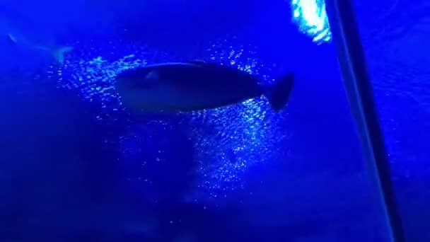 Pez Nadando Acuario Del Túnel Agua Azul — Vídeos de Stock