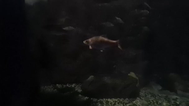 マレーシアのトンネル水族館で泳ぐ魚 — ストック動画