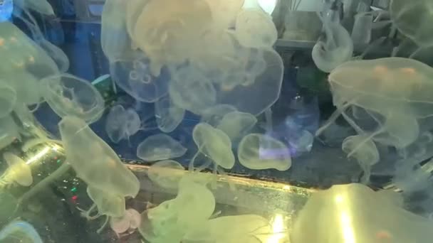 水族館で泳いでいる白いクラゲのグループ — ストック動画