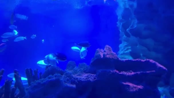 水中水族館のトンネルから魚を見る男 — ストック動画