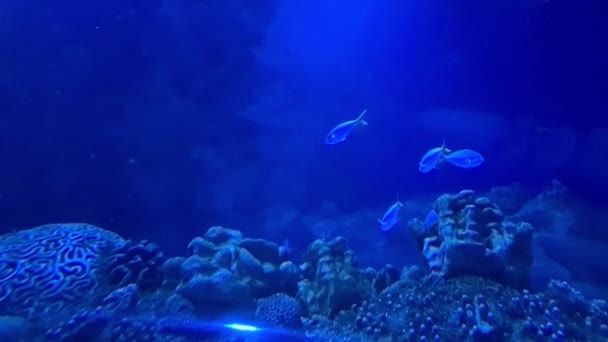 Ένα Άτομο Που Κοιτάζει Πολύχρωμα Ψάρια Μια Υποβρύχια Σήραγγα Ενυδρείου — Αρχείο Βίντεο