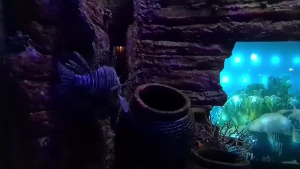 Унікальна Риба Плаває Прекрасному Акваріумі — стокове відео