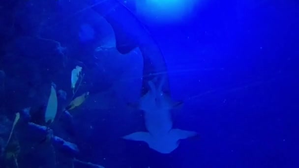 青い水の水族館で泳ぐクジラ — ストック動画