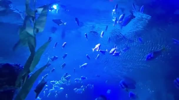 Aesthetic Blue Underwater Marine Life Fishes Corals — Stock Video