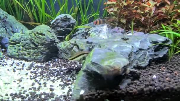 海の草サンゴと魚と素晴らしい水生生物 — ストック動画