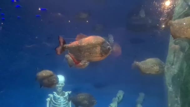 水族館で魚やサンゴ礁と水生生物 — ストック動画