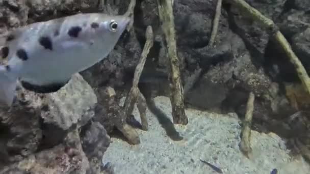 Bogenfische Der Nähe Von Korallenriffen Unter Wasser — Stockvideo