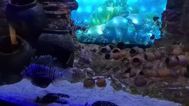 Красивий Акваріум Природними Коралами Рифами — стокове відео