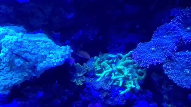 水族館の美しい海のサンゴ — ストック動画
