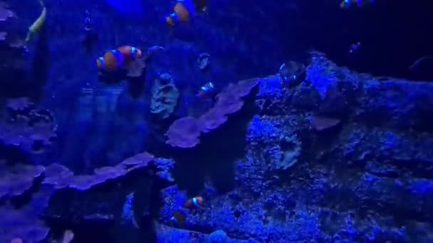 美しいサンゴ礁の近くで泳ぐ美しいピエロ魚 — ストック動画