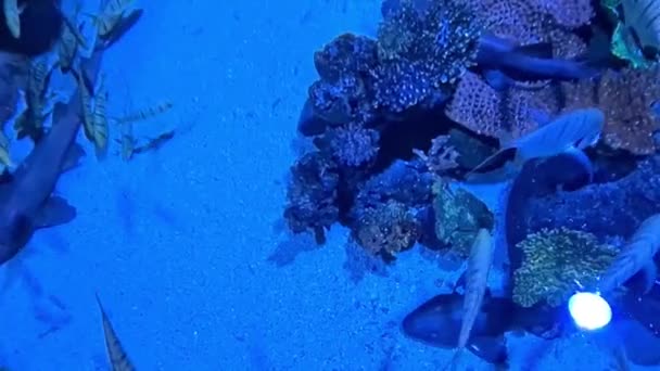 Malezya Bir Akvaryumda Güzel Mercanlar Küçük Balıklar — Stok video