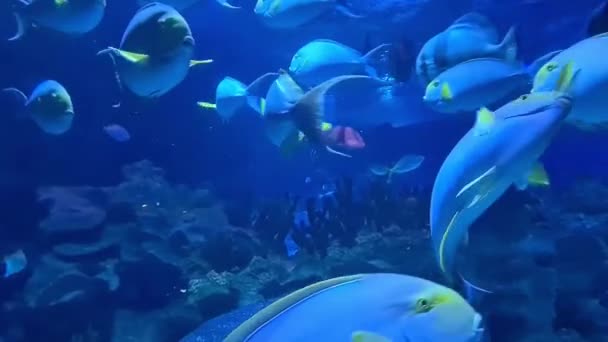 水中水族館で泳ぐ青い湯魚の美しいグループ — ストック動画