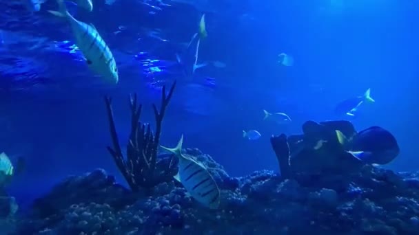 Güzel Mercan Resiflerinin Yakınında Yüzen Soyulmuş Balıklar — Stok video