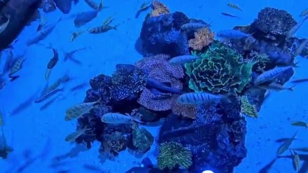 Beautiful Underwater Marine Life Corals Fishes — Stock Video