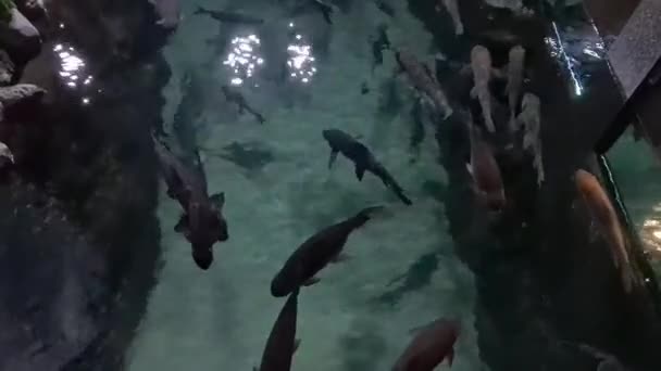 水族館で水中を泳ぐ大きな魚 — ストック動画