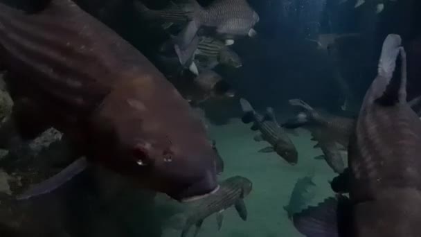 Tünel Akvaryumunda Yüzen Büyük Kahverengi Balıklar — Stok video