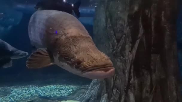 Duża Brązowa Ryba Pływająca Tropikalnym Akwarium — Wideo stockowe