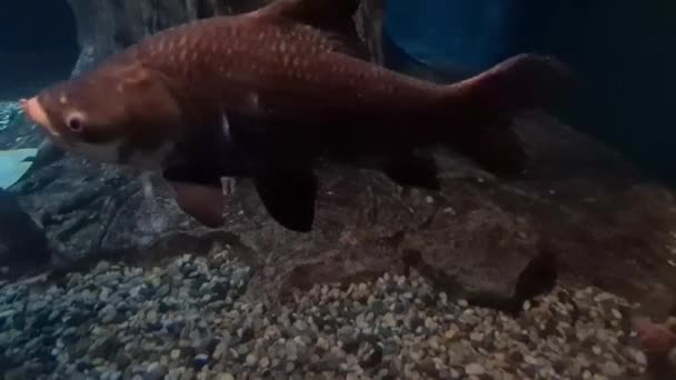 Velké Ryby Blízkosti Korálů Podmořském Akváriu — Stock video