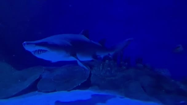 Großer Wal Schwimmt Unter Wasser Aquarium — Stockvideo