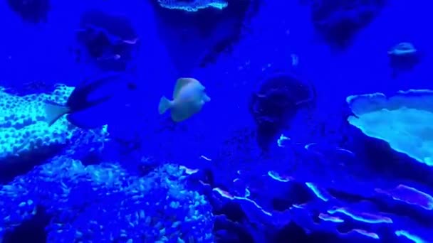 美しいサンゴの周りを泳ぐ青い湯魚 — ストック動画