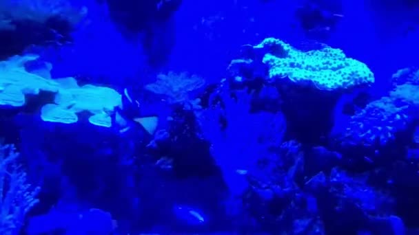 カラフルなサンゴやサンゴ礁の周りを泳ぐ青い湯魚 — ストック動画