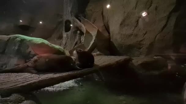 水族館の木製の橋の上に茶色の水のシール — ストック動画